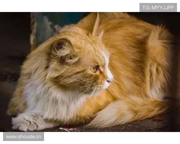 我们都爱小：那些触动心弦的“小确幸”与“大世界”